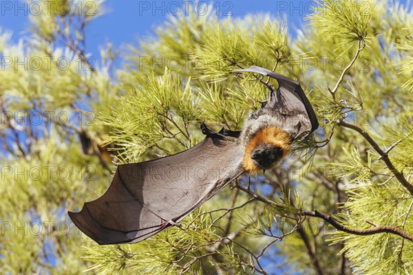 Flying Fox colony in trees in the city of Adelaide in South Australia, Australia