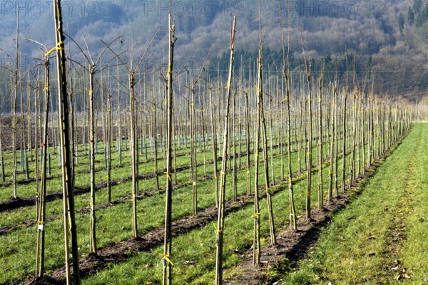 Tree nursery, Germany