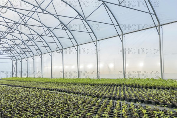 Young plants growing in a greenhouse