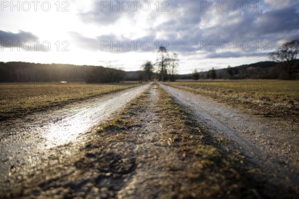 A muddy path leads into the distance, illuminated by soft evening light under a cloudy sky, Mindelsee, Allensbach, Lake Constance, Baden-Württemberg, Germany