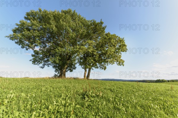 Group of trees in meadow in clear, sunny weather. Jura, France