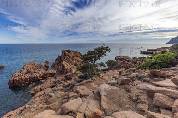 Coastal landscape with bizarre red rocks and gnarled trees with a view of the sea in the sunshine, Spiaggia di Cala E'Luas, Ogliastra, Sardinia, Italy