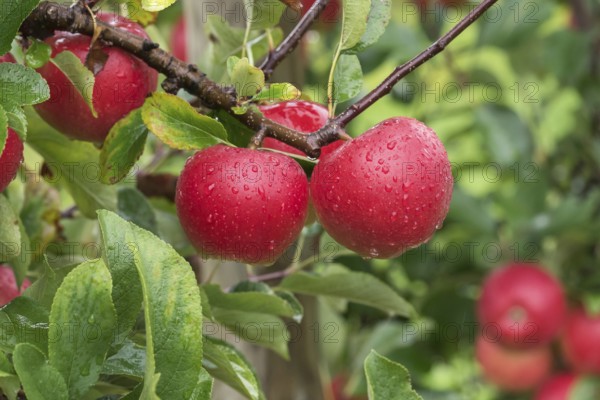 Apple (Malus domestica KANZI), Bundessorteamt, testing centre Wurz, Germany