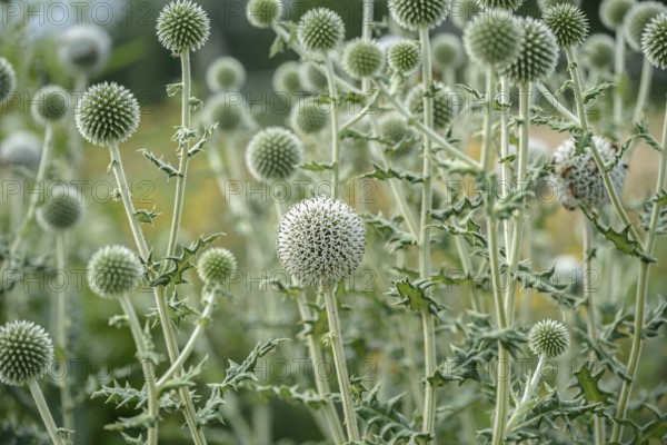 Spherical thistle (Echinops sphaerocephalus), Sarastro Stauden, Ort im Innkreis, Upper Austria, Austria