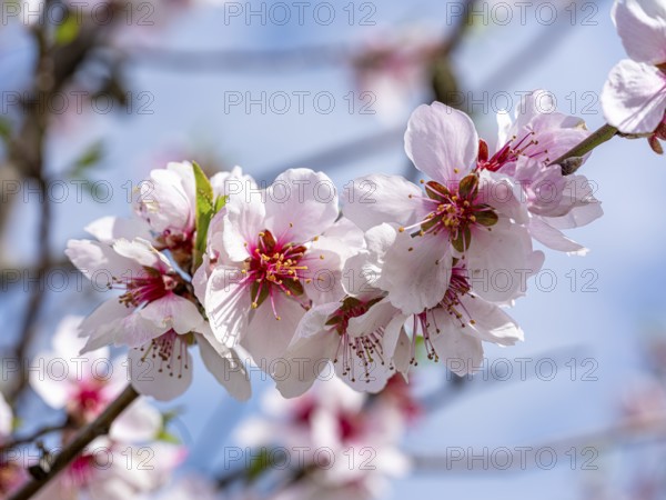 Almond blossom (Prunus dulcis), Maikammer, Rhineland-Palatinate, Germany
