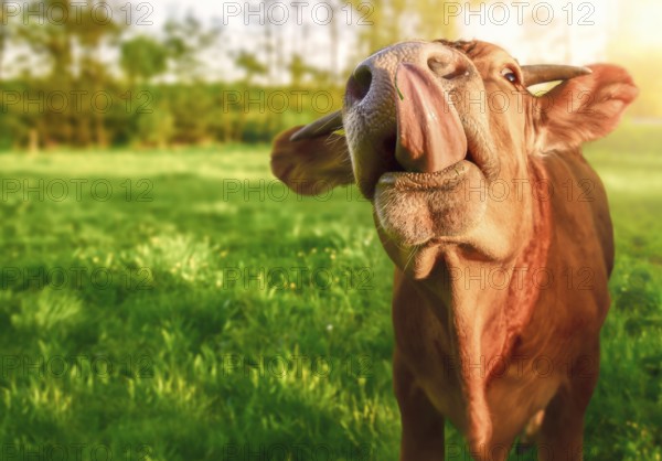 Funny animal image with a cute orange baby cow, looking at the camera while sticking its tongue out, in a green field, on a sunny day of spring