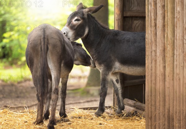 Two cute and funny donkeys taking care of each other, outside a wooden stable, on a sunny day of spring