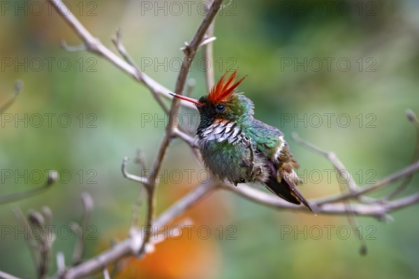 Side view of a beautiful Frilled croquette perched on a tiny branch against defocused green, orange background, Itatiaia, Rio de Janeiro, Brazil