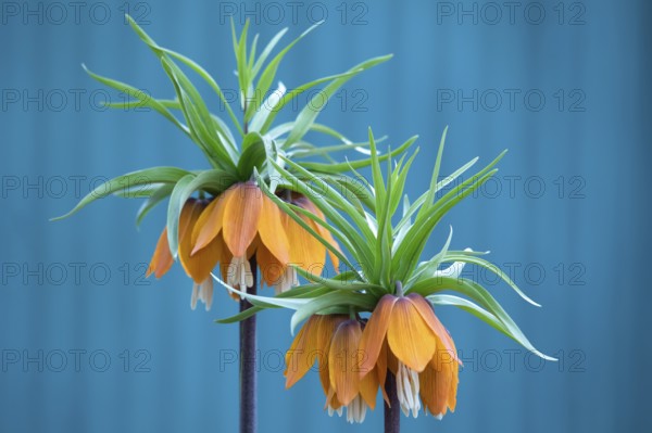 Fritillaria imperialis, crown imperial, fritillary or kaiser crown, is a species of flowering plant in the lily family. Fritillaria imperialis, close-up