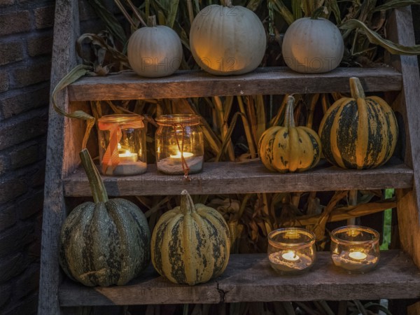 White and yellow striped pumpkins and illuminated candles on a wooden shelf create a cosy Halloween atmosphere at night, borken, münsterland, Germany