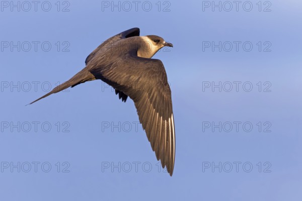 Parasitic skua, (Stercorarius parasiticus), animals, birds, seabird of the Stercorariidae family), Varanger, Finnmark, Norway