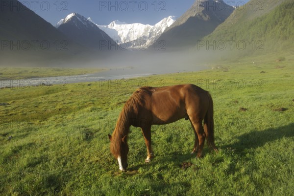 Horse among green grass in nature. Brown horse. Grazing horses in the village