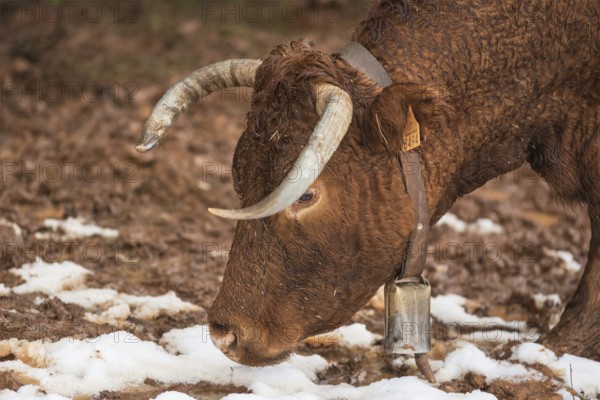 Cow portrait on winter pasture