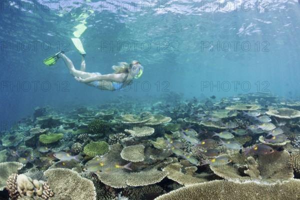 Healthy reef top and snorkeller, Ellaidhoo house reef, North Ari Atoll, Maldives