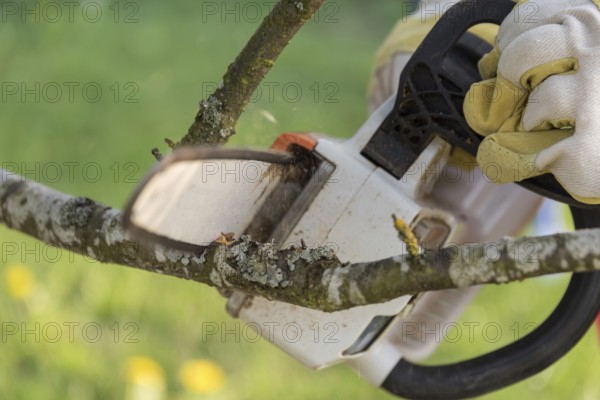 Gardener cutting a branch on a tree with a cordless chainsaw - close-up chainsaw