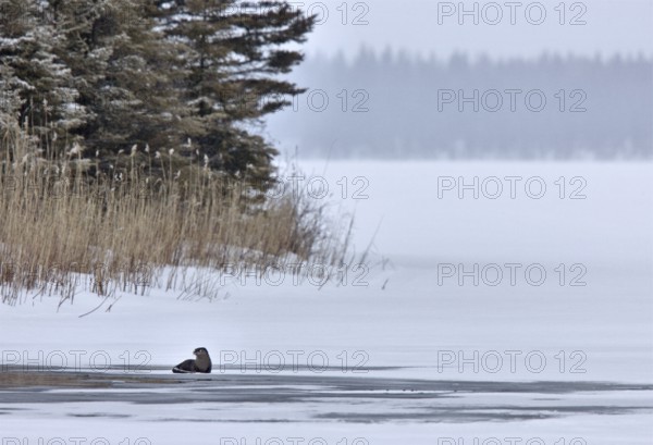 Otter in Winter Saskatchewan Canada Prince Albert National Park