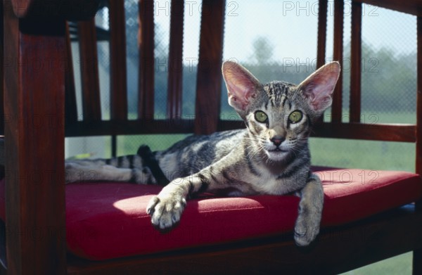 Oriental shorthair cat black-tabby-spotted 5 months old