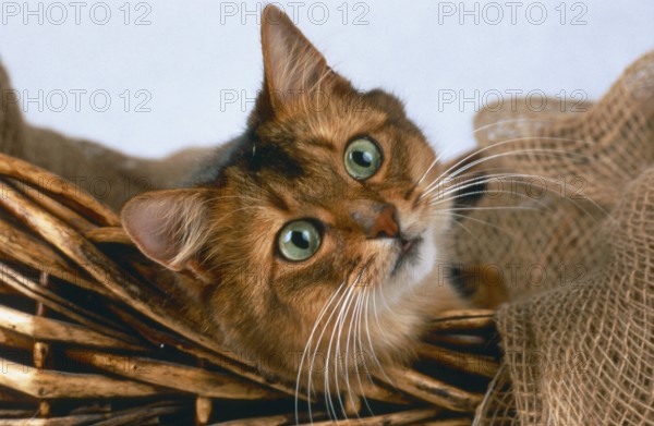 Somali, wild coloured, purkins anjuli