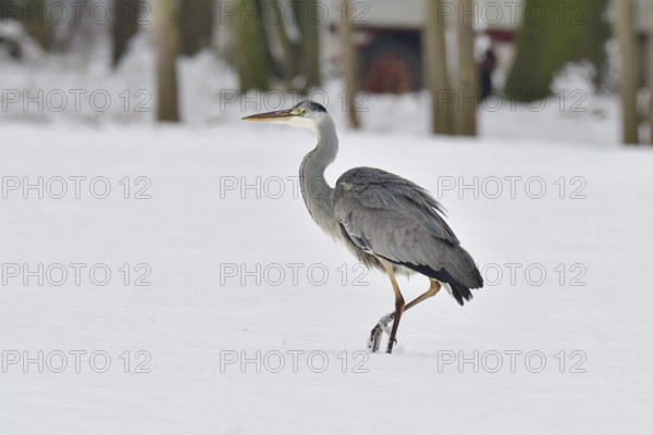 Grey heron in the snow looking for food. Graureiher im Winter