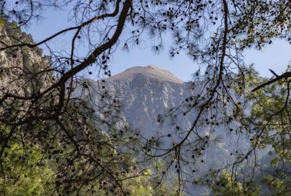 A picture of some trees on the Samaria Gorge overlooking a mountain from afar