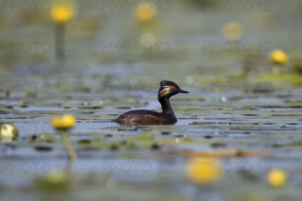 Black-necked Grebe on a lake, side view in its magnificent plumage