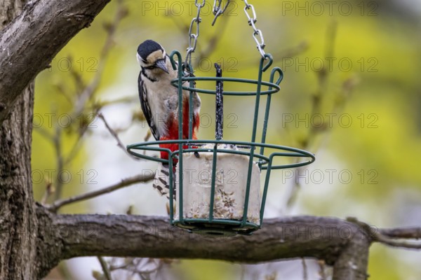 Feeding birds
