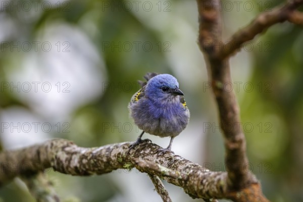 Close-up of a Golden-chevroned tanager perched on a bare tree branch with defocused background, Serra da Mantiqueira, Atlantic Forest, Itatiaia, Brazil
