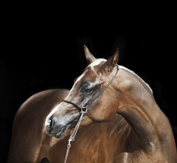 Portrait of young arabian filly at black background