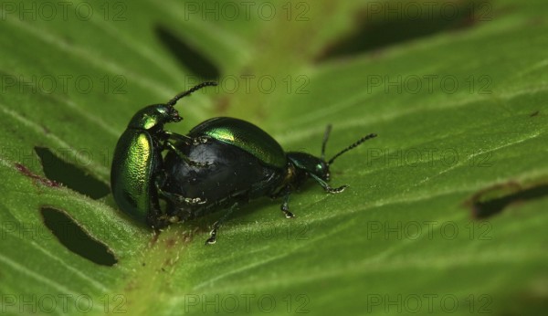 Mint leaf beetle mating