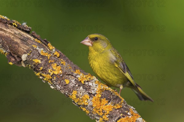Greenfinch, Greenfinch, European Greenfinch, Western Greenfinch, Carduelis chloris, (Chloris chloris), Hockenheim, Baden-Württemberg, Germany
