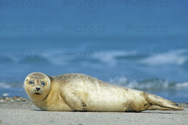 A harbor seal (Phoca vitulina), Helgoland Island, Schleswig-Holstein, Federal Republic of Germany
