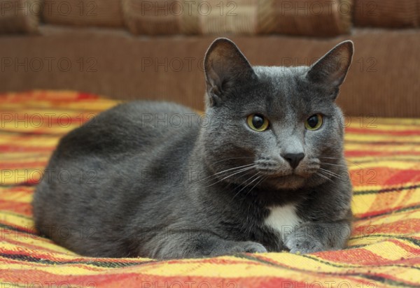 Portrait of big gray cat at home