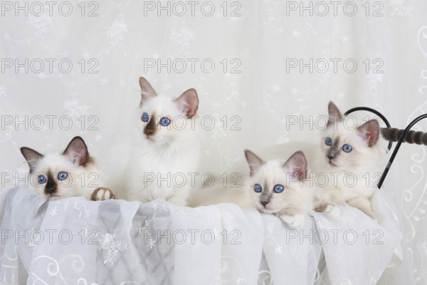 SACRED CAT OF BIRMA, BIRMAN CAT, LITTER, SACRED CAT OF BIRMA, LITTER