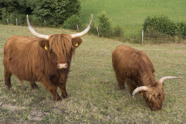 Highland cattle on a barren pasture, Austria