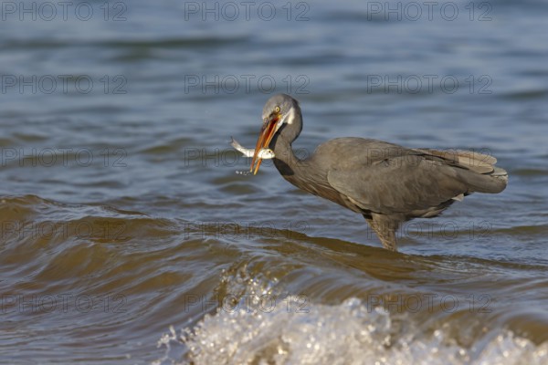 Heron, (Egretta gularis), heron, animals, birds, biotope, habitat, foraging Salalah, Raysut, Dhofar, Oman