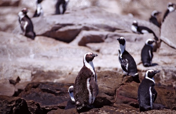 African penguins, Spheniscus demersus, South Africa, Addo Elephant National Park, St. Croix, Port Elizabeth, Madiba Bay, Ibhayi