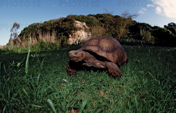 Leopard tortoise, panther tortoise, Testudo pardalis, Geochelone pardalis, South Africa, Kruger, National Park
