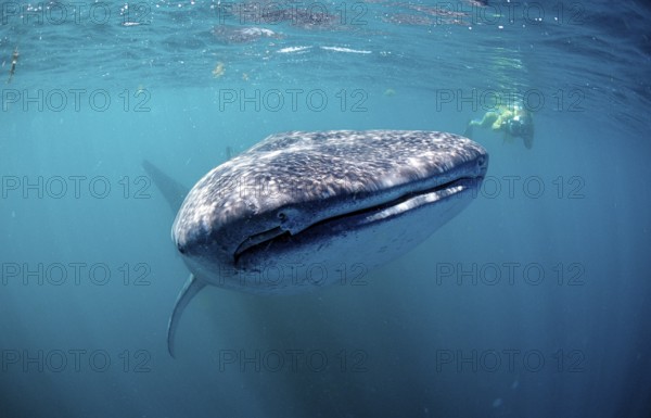 Whale shark and snorkeller, Rhincodon thypus, Djibouti, Djibouti, Africa, Afar Triangle, Gulf of Aden, Gulf of Tadjourah