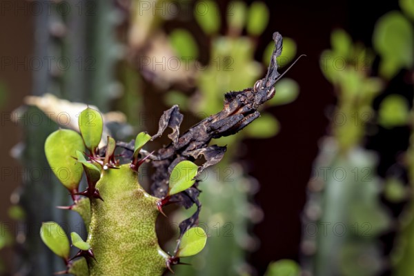 A deciduous mantis with dark camouflage sitting on a green spiny plant, ghost mantis (Phyllocrania paradoxa)