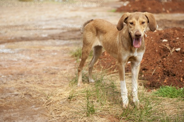 Very poor and thin alley dog in Greece