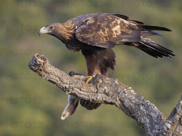 Golden Eagle, (Aquila chrysaetos), bird of prey, hawk family, perch, biotope, habitat, foraging, El Millaron Golden Eagle Hide, Salorino, Extremadura Caceres, Spain