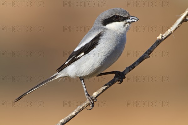 Mediterranean Grey Shrike, Mediterranean Grey Shrike, Great Grey Shrike, (Lanius excubitor meridionalis), Lanius merdionalis koenigii, Lanius meridionalis, Iberian Grey Shrike, perch, Fuerteventura, Spain
