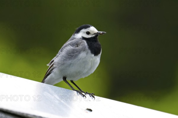 Bachstelze mit Beute. White Wagtail with prey
