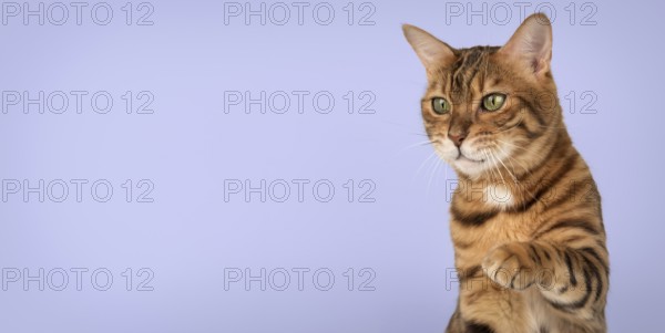 Studio portrait of adult bengal cat with raised paw on purple background. Copy space