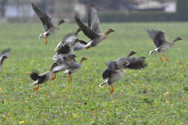 Tundra shelduck (Anser fabalis)