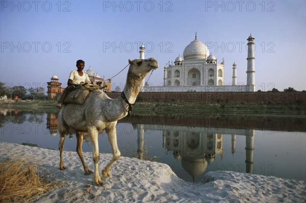 Man riding on camel at Taj Mahal Seventh Wonder of The World, Agra, Uttar Pradesh, India NO MR