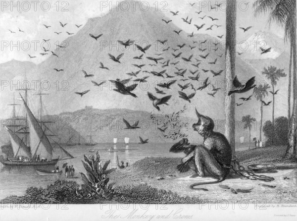 Monkey and crows, India