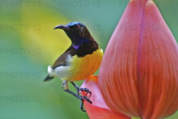 Birds, purple rumped sunbird male nectarinia zeylonica collecting nectar, Howrah, West Bengal, India
