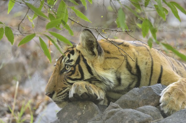 Tiger in Ranthambhore national park, rajasthan, India, Asia