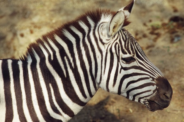 Zebra, Kanpur Zoo, Uttar Pradesh, India
